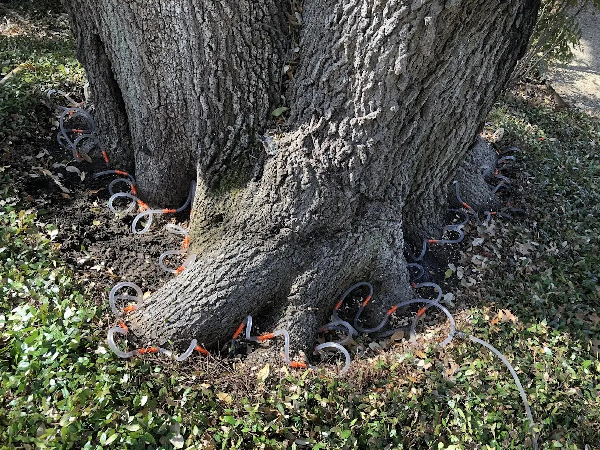 Detailed Tree Cabling and Bracing job site in East Corinth
